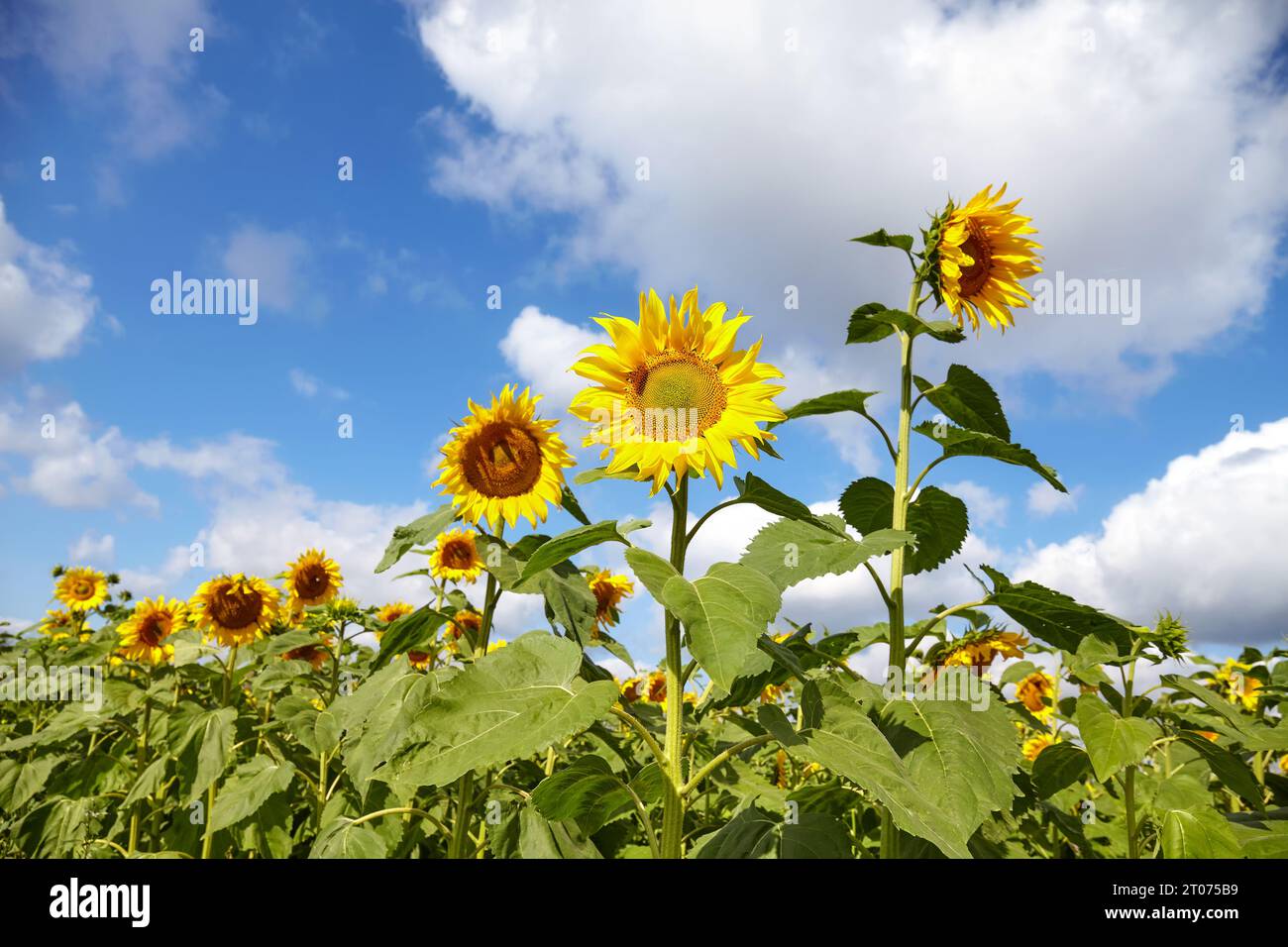 Sonnenblumen am Himmel, selektiver Fokus. Stockfoto