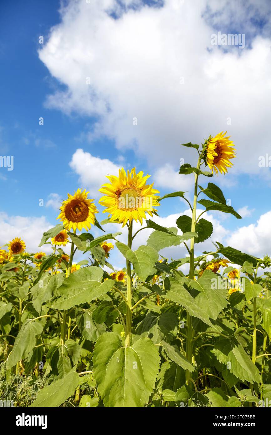 Sonnenblumen am Himmel, selektiver Fokus. Stockfoto