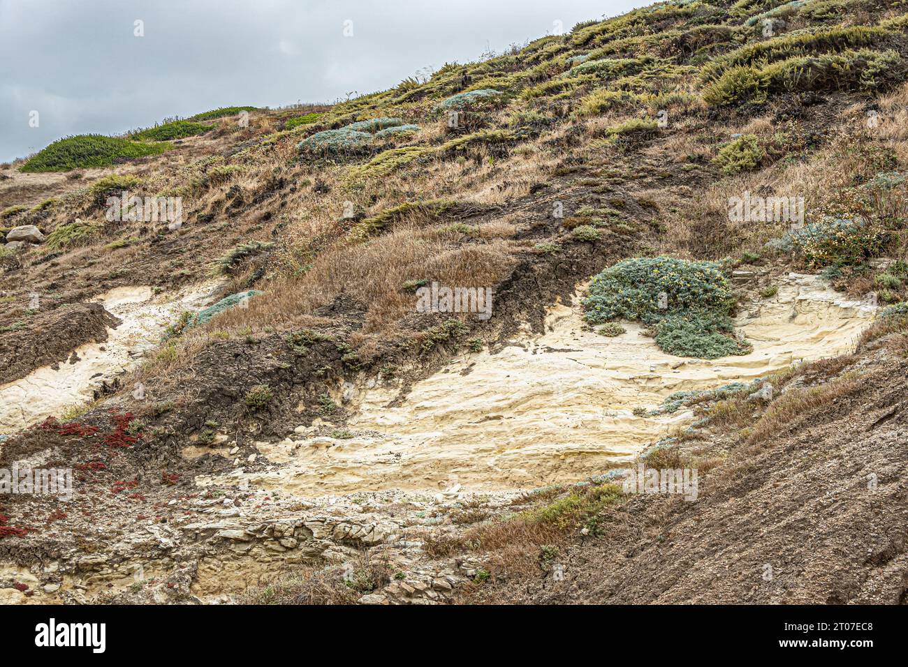 Santa Cruz Island, CA, USA - 14. September 2023: Nahaufnahme. 2 weiße Steingrundstücke, die durch natürliche Entwässerung freigelegt sind und die obere Hügelschicht abisolieren, sowie rot und grün Stockfoto