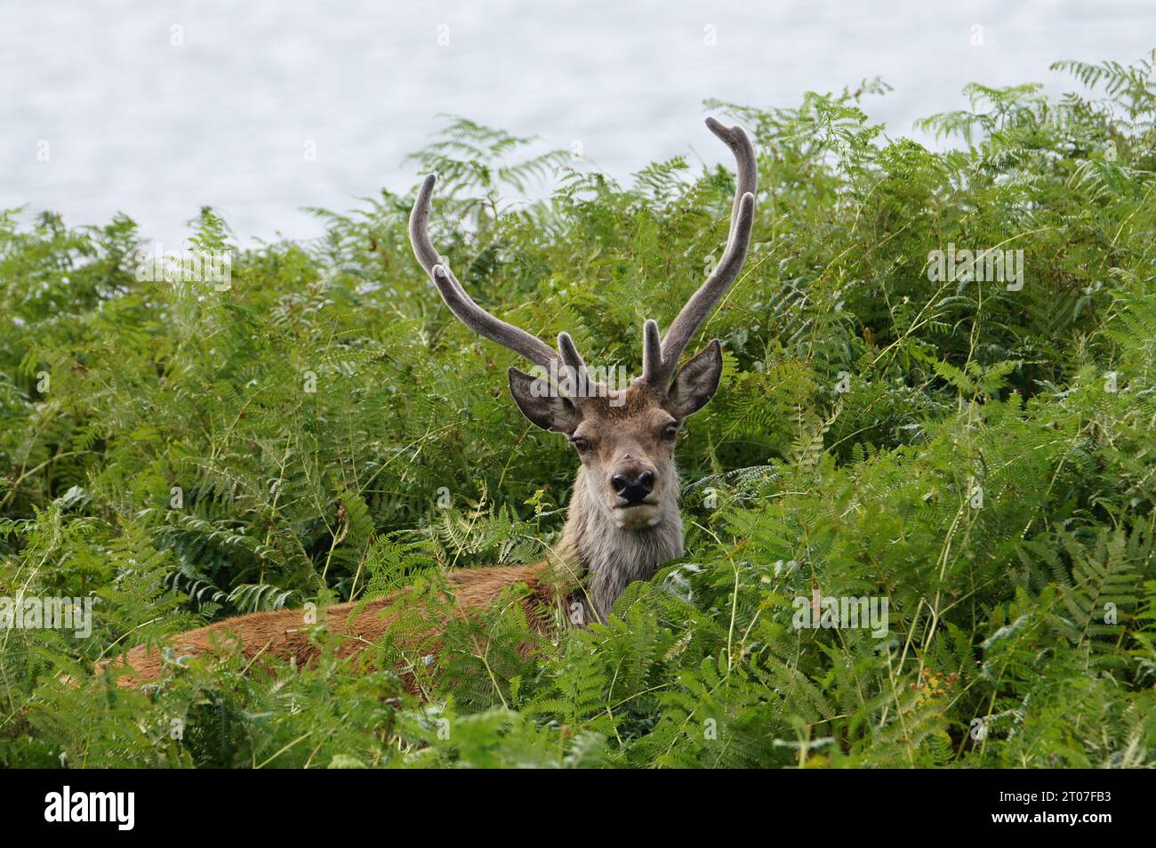 Pirsch nach einem Rothirsch (Cervus elaphus) in Applecross, Wester Ross, Ross and Cromarty, Highland Scotland, Großbritannien Stockfoto