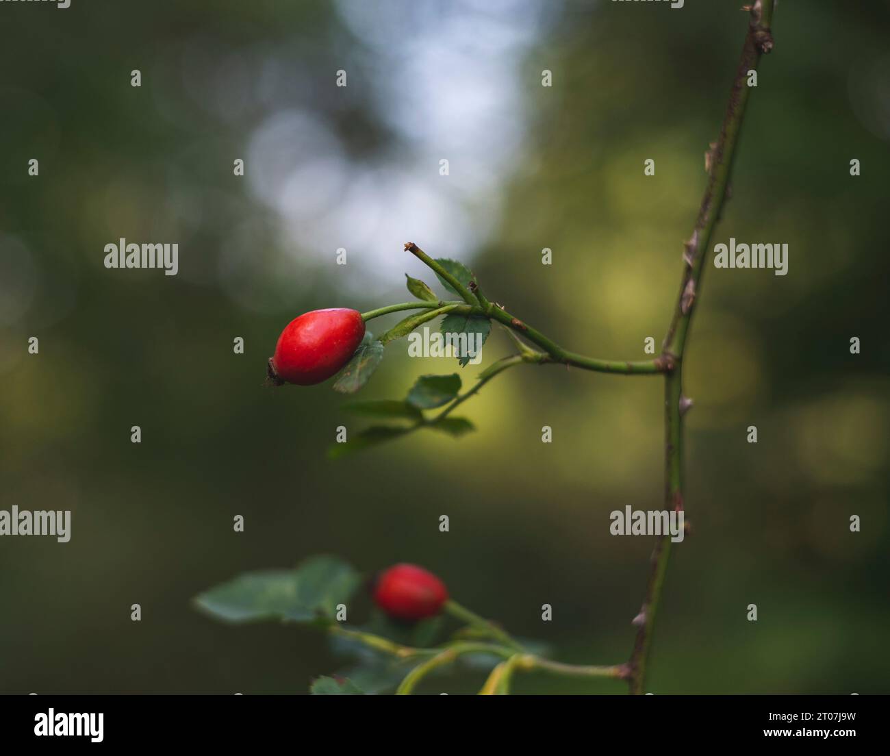 Hundelrose Hüften auf einem Busch an einem Herbsttag, selektiv fokussiert Stockfoto