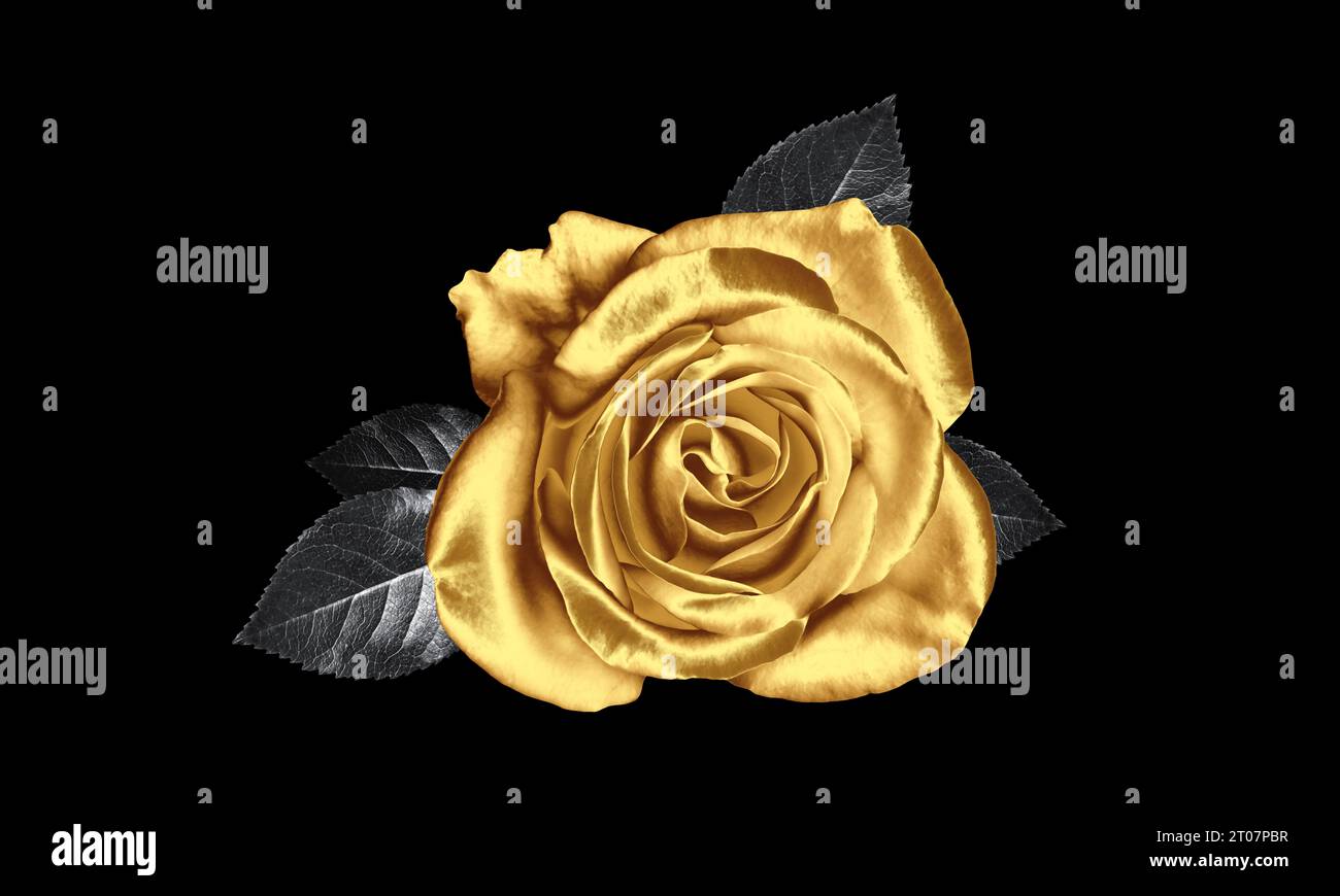 Erstaunliche glänzende goldene Rose auf schwarzem Hintergrund Stockfoto