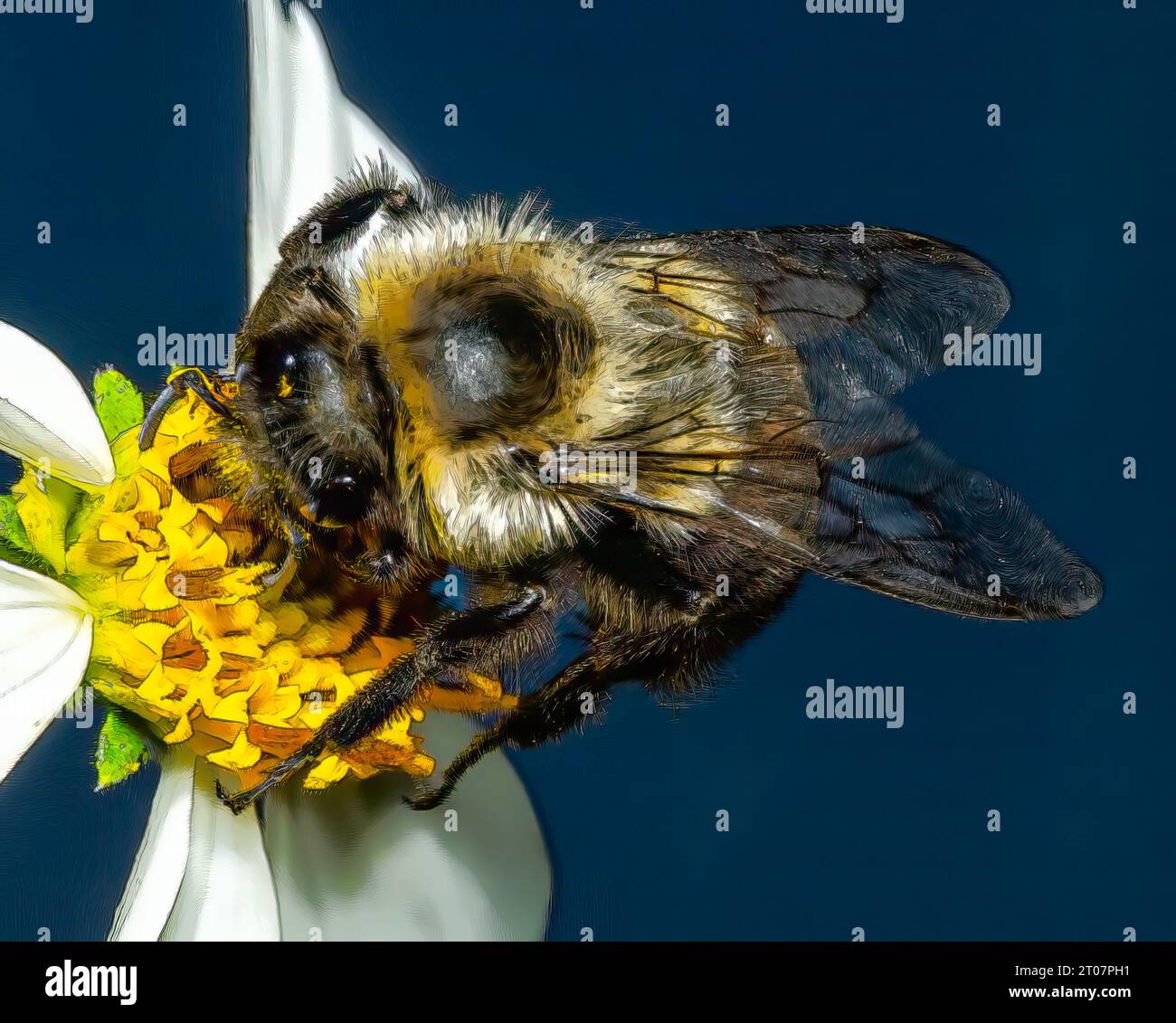 Blattschneider Biene sammelt Pollen von gelben und weißen Blüten. Stockfoto
