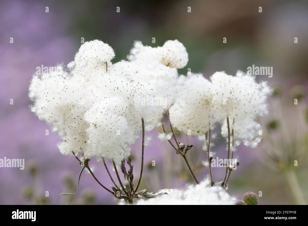 Anemone hupehensis Samenköpfe japanischer Fingerhut mit ihren charakteristischen weißen flauschigen Büscheln Stockfoto