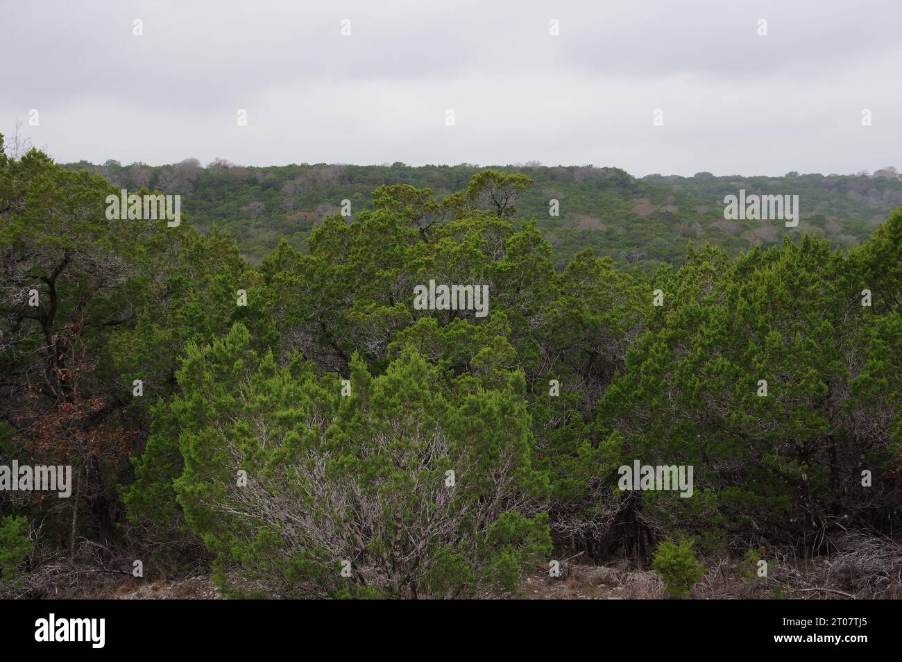 Bäume im Belton Lake Outdoor Recreation Area in Texas Stockfoto