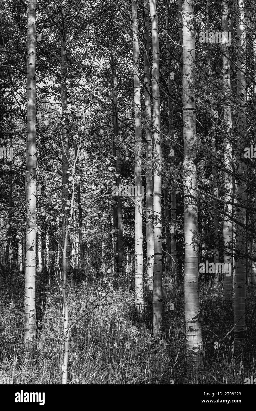 Sonnenlicht zieht im Herbst durch die AS[ens] in der Nähe der kastanienbraunen Bells in Colorado. Stockfoto