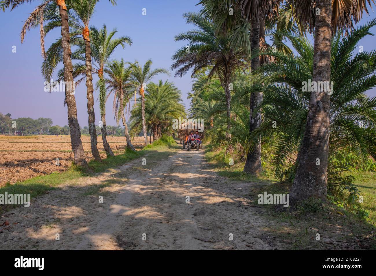 Bauern tragen Reisscheiben auf dem Traktor in Jashore, Bangladesch. Stockfoto