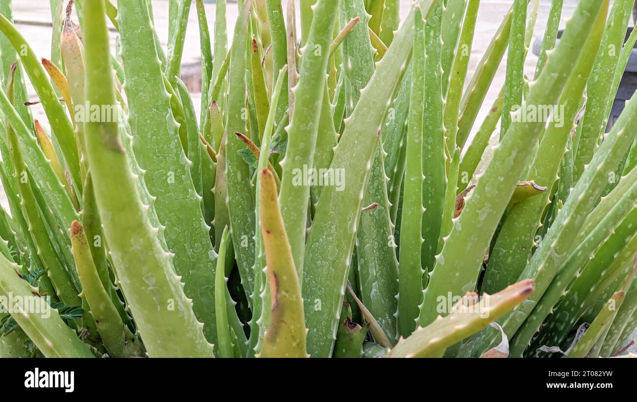 Aloe Vera im Garten des Bauernhofes. Aloe Vera Plantation Stockfoto