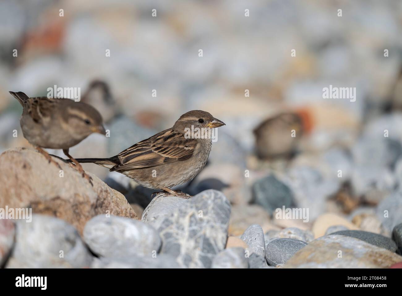 Weiblich von Haussperling, Passer domesticus. Phot, der auf der Insel Tabarca, Gemeinde Alicante, Spanien, gefangen wird Stockfoto