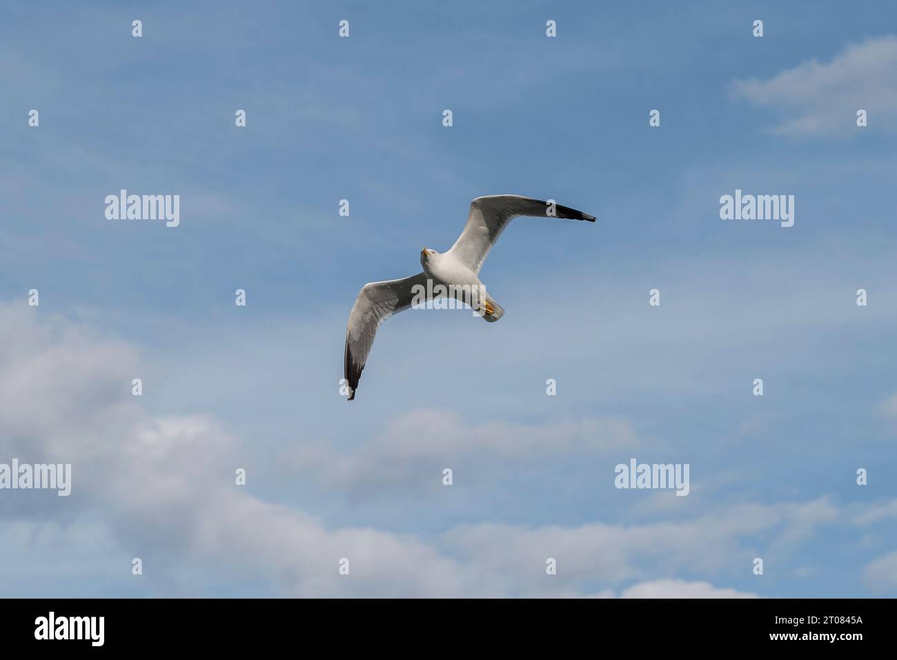 Erwachsener der Gelbbeinmöwe Larus michahellis. Phot, der auf der Insel Tabarca, Gemeinde Alicante, Spanien, gefangen wird. Stockfoto