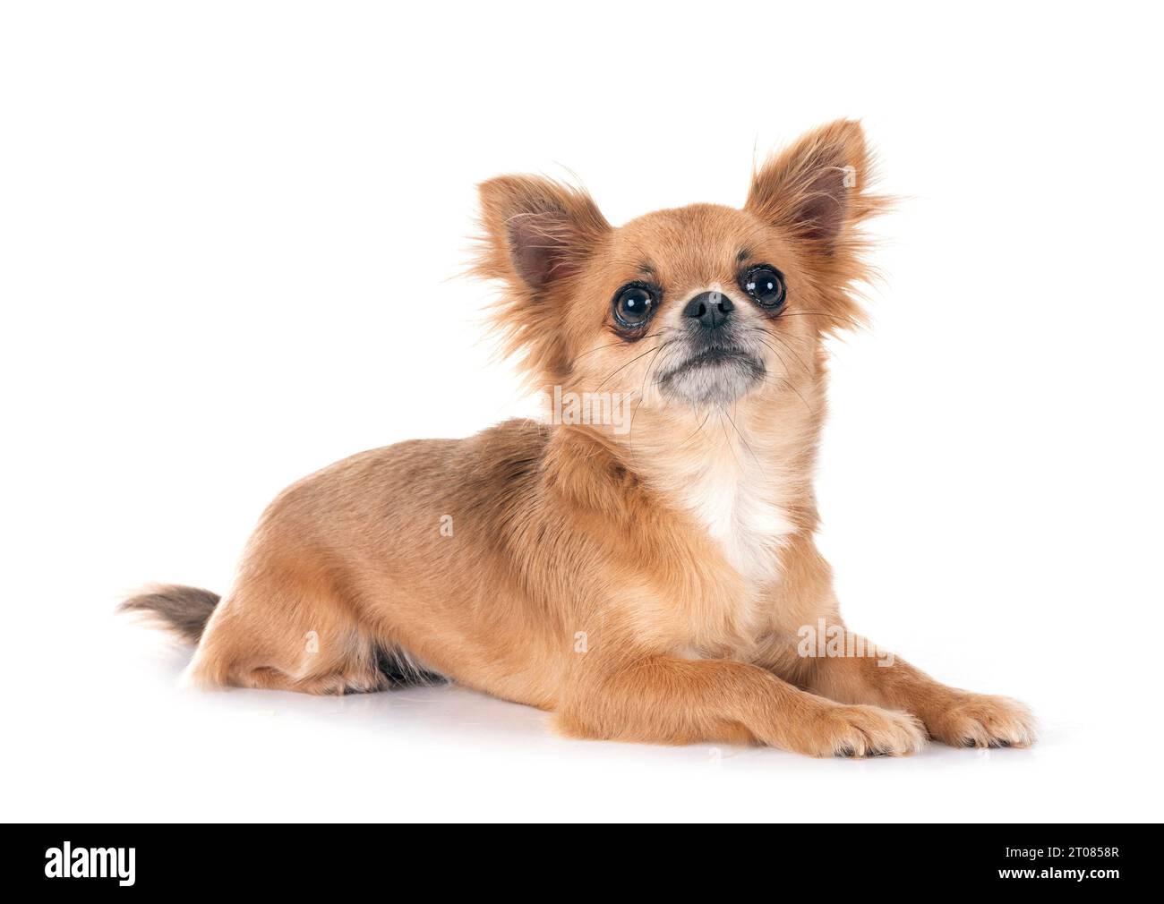 Little Chihuahua vor weißem Hintergrund Stockfoto