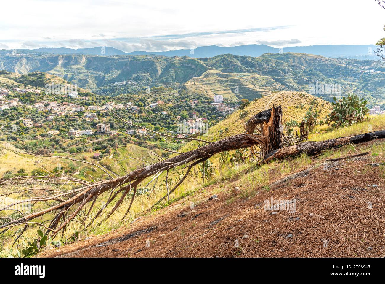 Paesaggio delle colline di Reggio Calabria con albero caduto in primo Piano Stockfoto