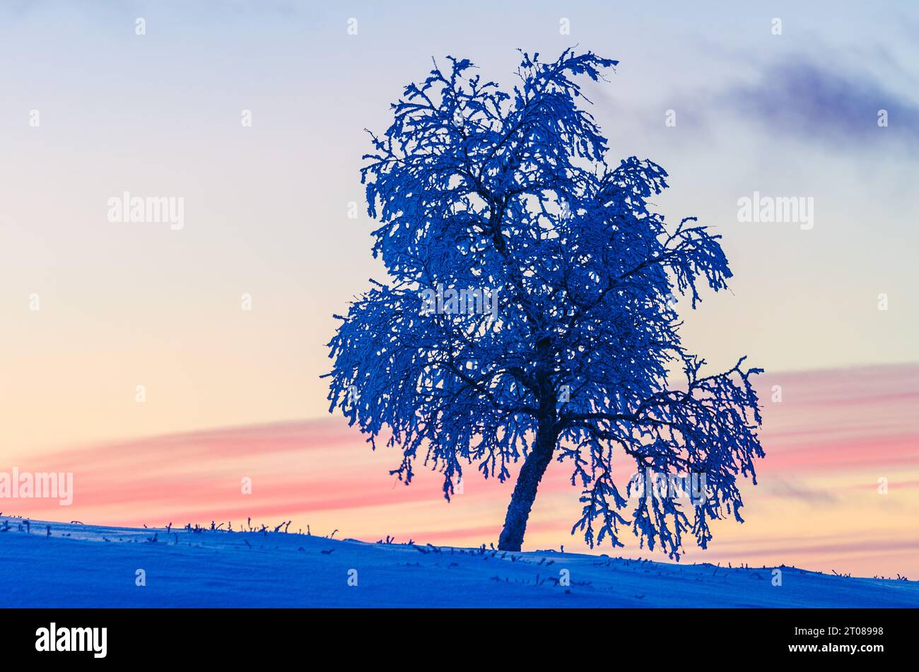 Ein ruhiger Wintermorgen mit schneebedeckten Birkenteeren in Schweden. Stockfoto