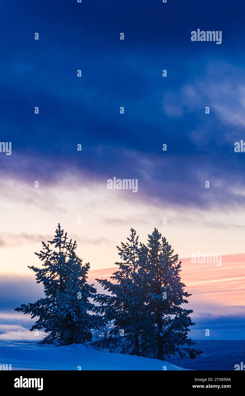 Wunderschöne Winterlandschaft mit Kiefern, schneebedecktem Horizont und farbenfrohem Sonnenuntergang. Stockfoto