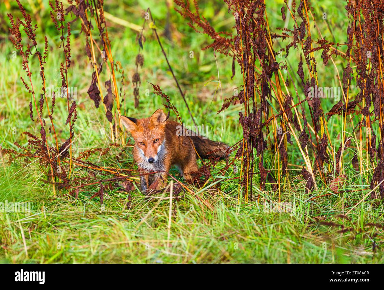 Einsamer Fuchs, der die herbstliche Wildnis erforscht, umgeben von Bäumen und Pflanzen. Stockfoto