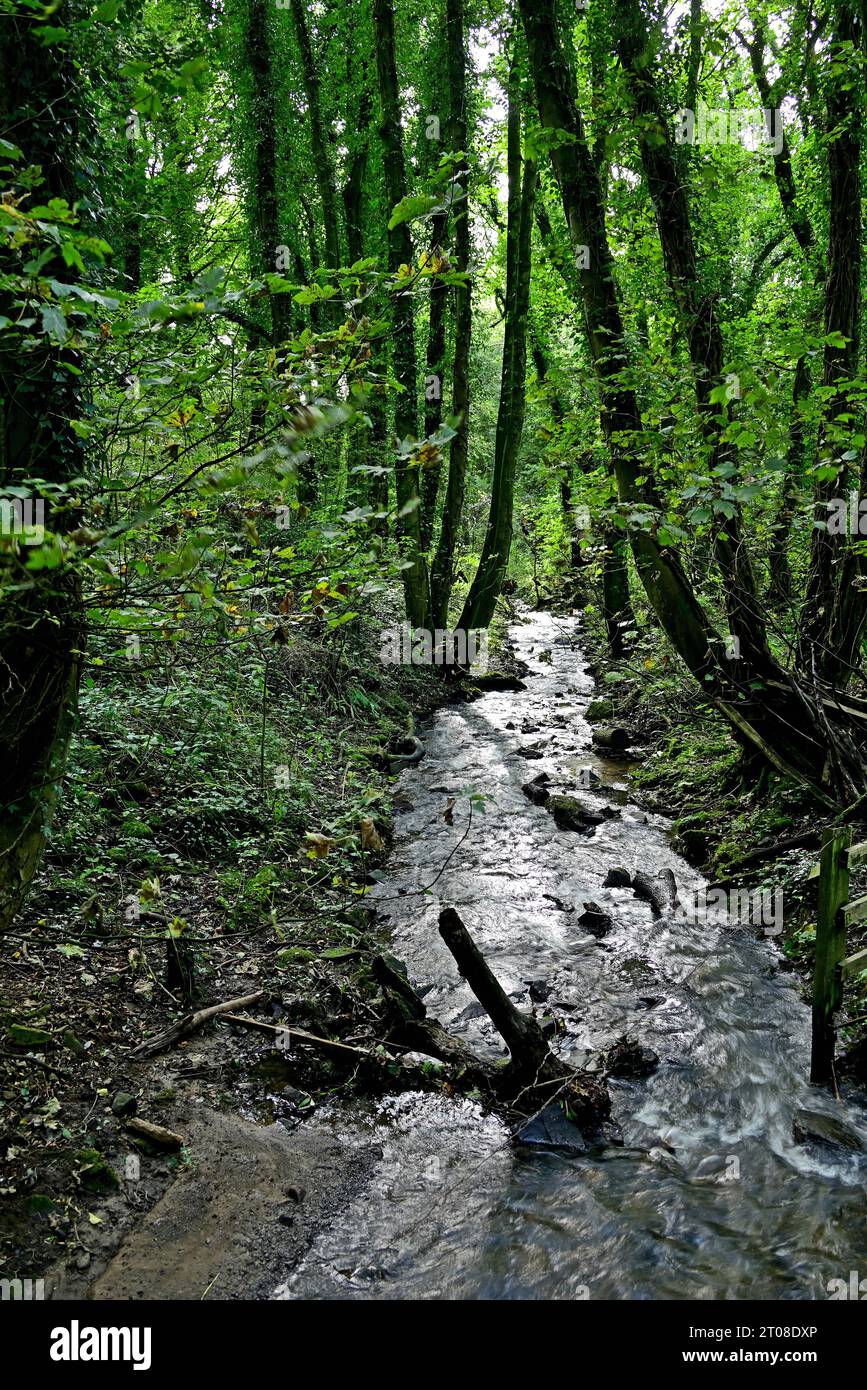 Rund um Großbritannien - Blick auf Fairy Glen, Appley Bridge, West Lancashire, UK. Ein biologisches Kulturerbe Stockfoto