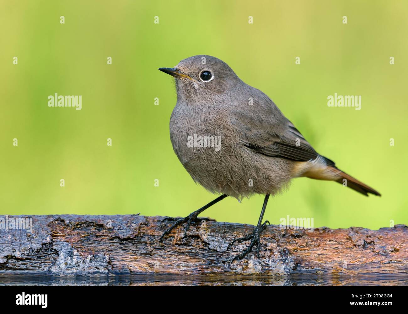 Weiblicher Schwarzer Rotstart (phoenicurus ochruros) Nahaufnahme eines hoch sitzenden Vogels auf gefallenem Baum in der Herbstmigrationssaison Stockfoto
