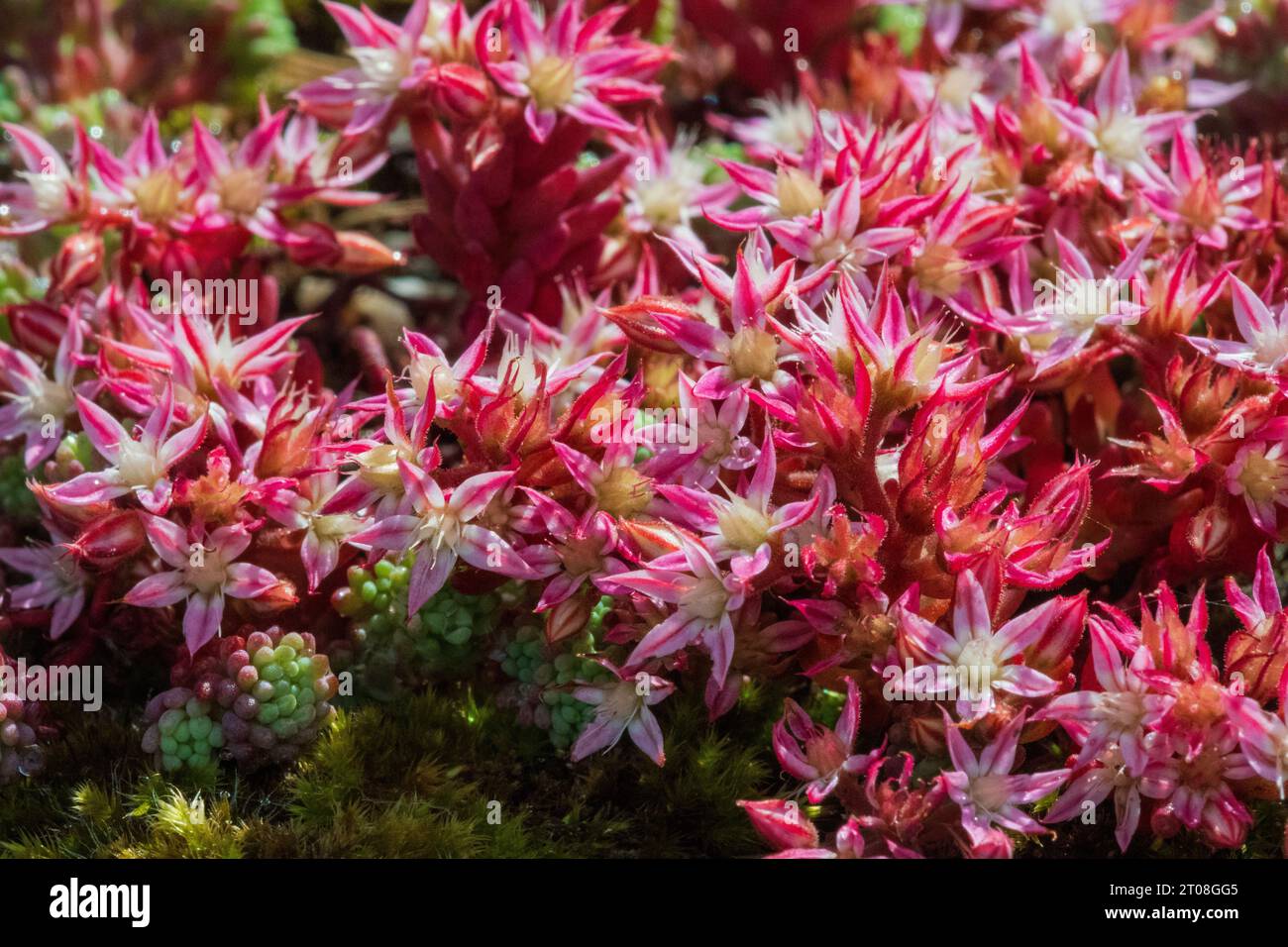 Englische Stonecrop (Sedum anglicum) Blüten Stockfoto