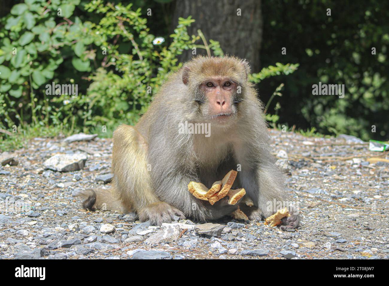 Hungriger Affe im Wald Stockfoto