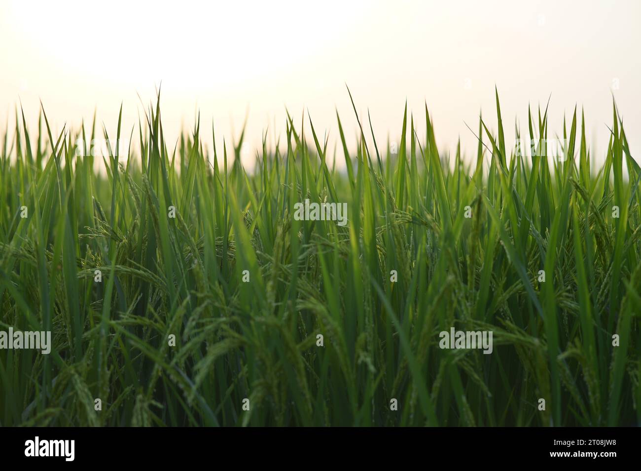 Grüne Felder sind das Leben der Völker Stockfoto