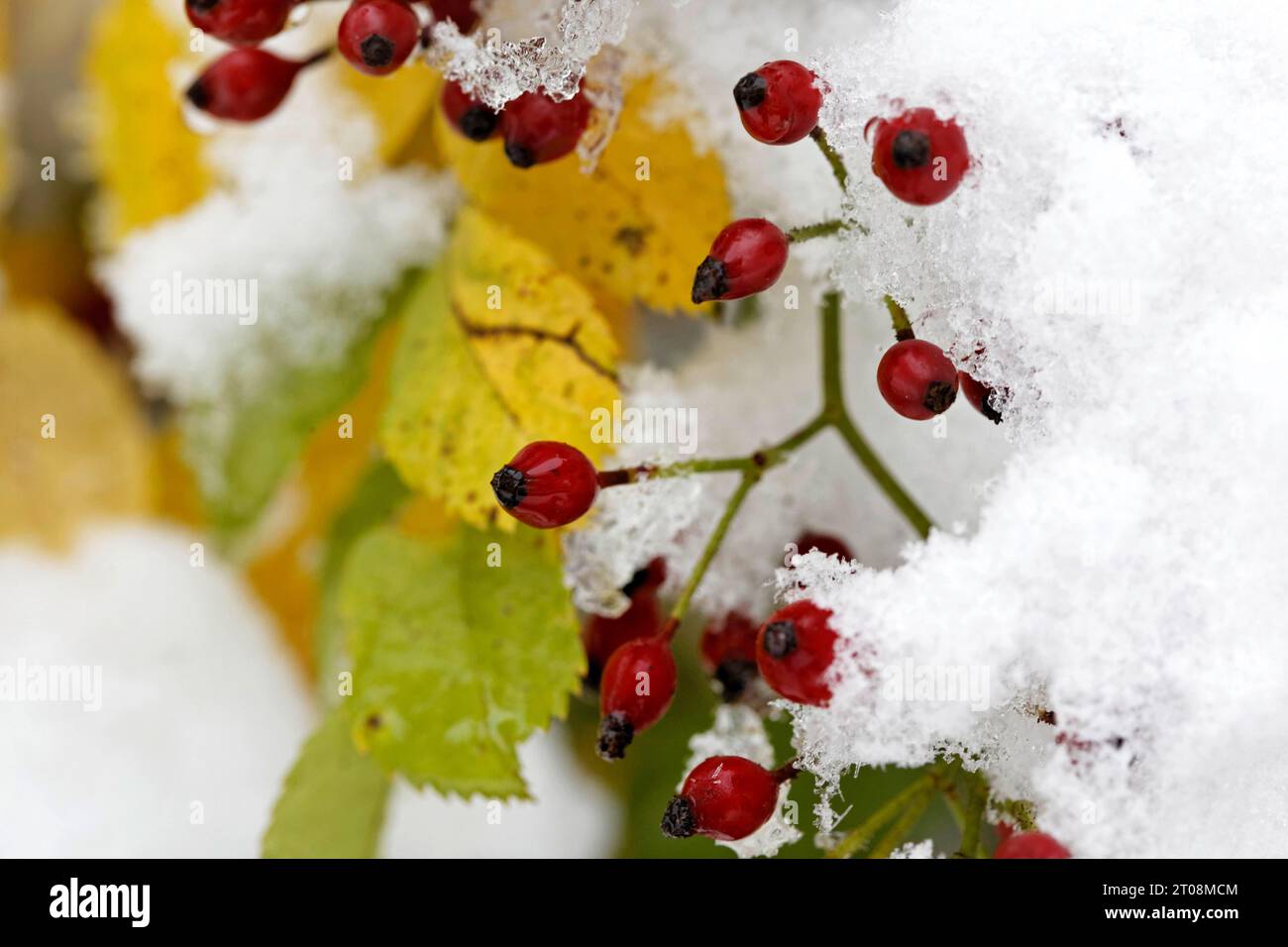 Schnee im Oktober kommt der Winter zu früh, die bunten Herbstblätter der Bäume stehen im Kontrast zum Schnee, Wetterkaprizen, Stuttgart Stockfoto