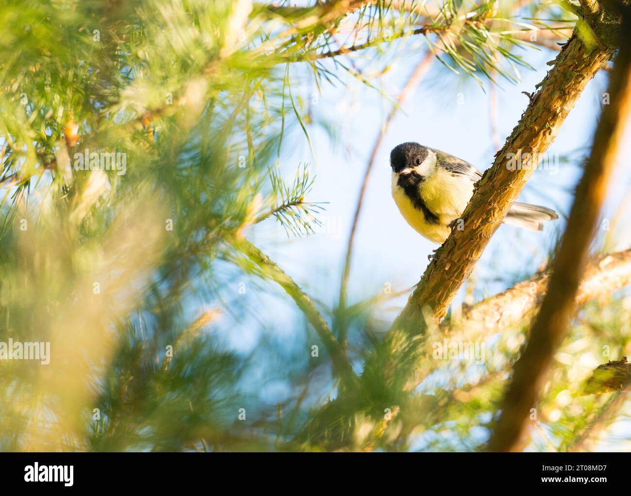 Die Titte (Parus Major), jung, verzweigt, sitzt in den sonnigen Zweigen einer Kiefer (Pinus), blickt in die Kamera, Pietzmoor Natur Stockfoto