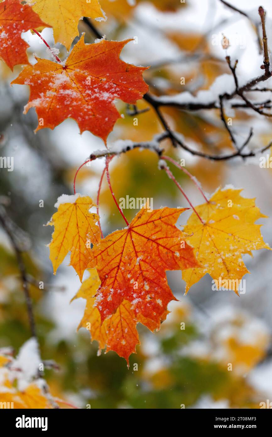 Schnee im Oktober kommt der Winter zu früh, die bunten Herbstblätter der Bäume stehen im Kontrast zum Schnee, Wetterkaprizen, Stuttgart Stockfoto