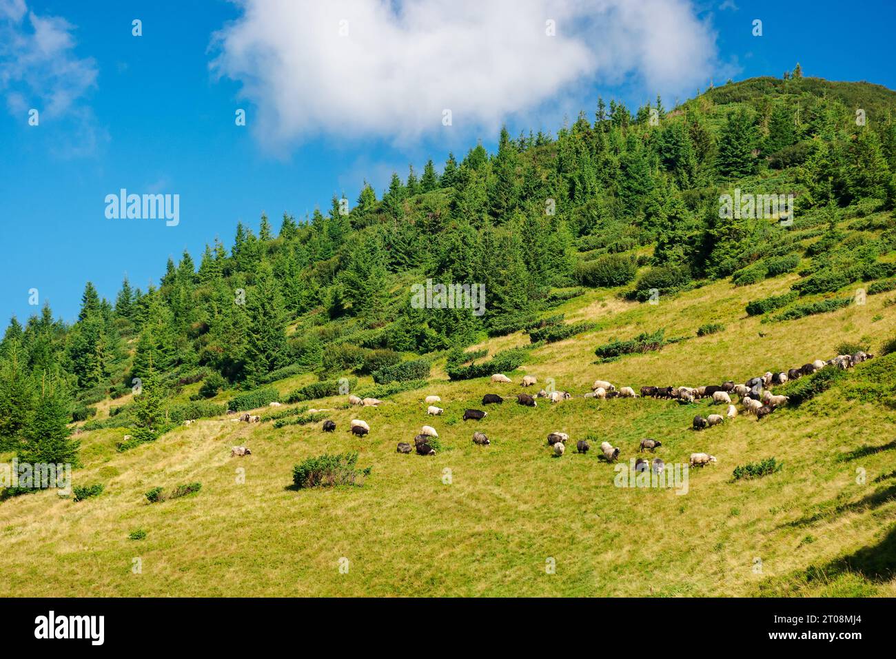 Schafherde am steilen Hang eines Berges. Wald über dem Hügel. karpaten Landschaft an einem sonnigen Tag im Sommer Stockfoto