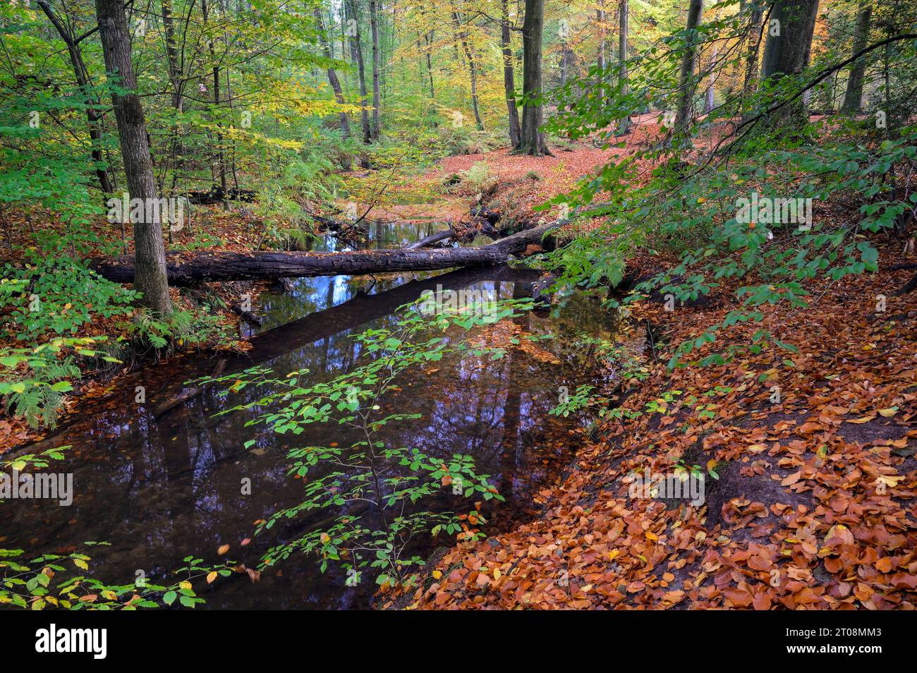 Bach im Herbst, Bachmäander, Rotbach, Bottrop, Ruhrgebiet, Nordrhein-Westfalen, Deutschland Stockfoto