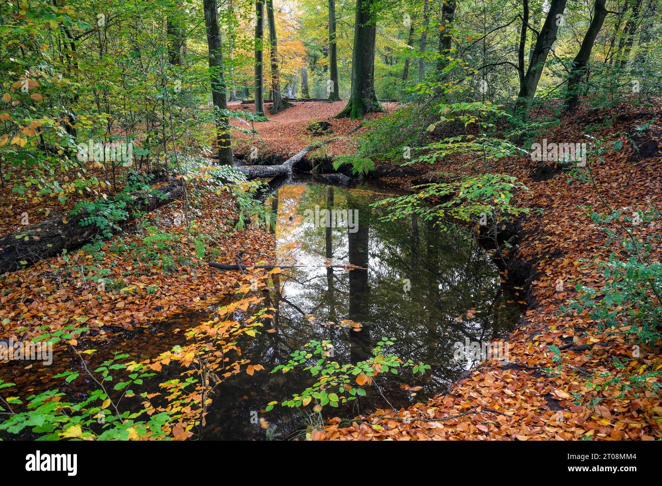 Bach im Herbst, Bachmäander, Rotbach, Bottrop, Ruhrgebiet, Nordrhein-Westfalen, Deutschland Stockfoto