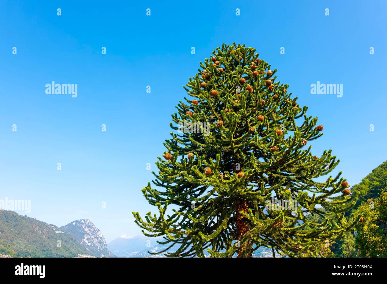 Wunderschöne Schlangenkiefer oder Affenbaum (Araucaria araucana) an einem sonnigen Sommertag mit Berg in Lugano, Tessin, Schweiz Stockfoto