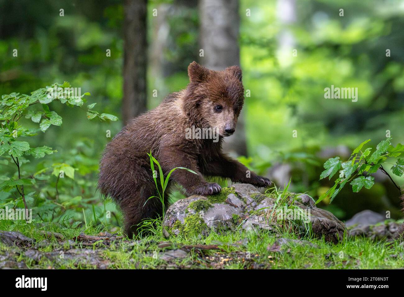 Europäischer Braunbär (Ursus arctos arctos) im Wald, Babybär, Region Notranjska, Slowenien Stockfoto