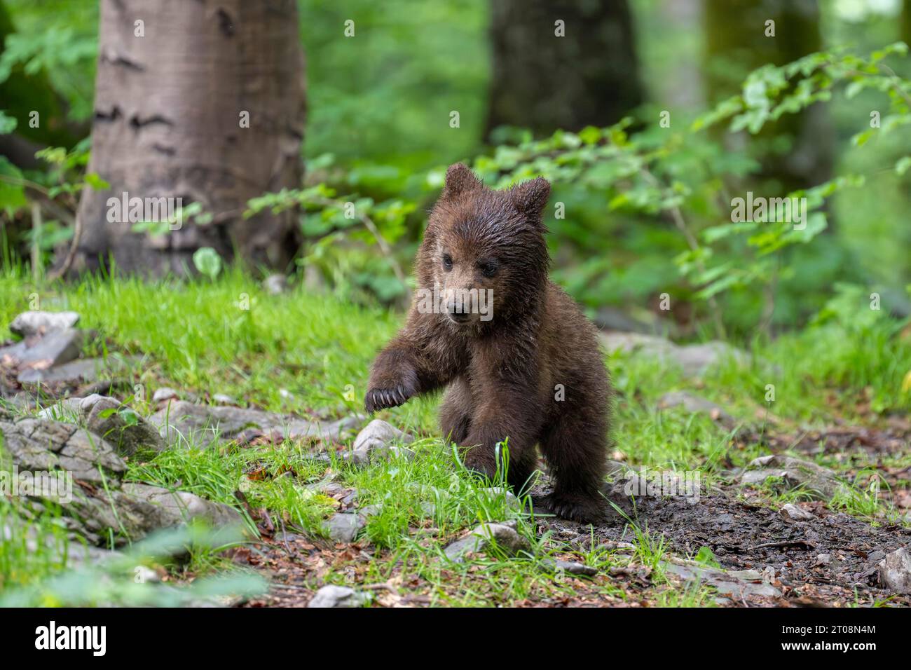 Europäischer Braunbär (Ursus arctos arctos) im Wald, Babybär, Region Notranjska, Slowenien Stockfoto