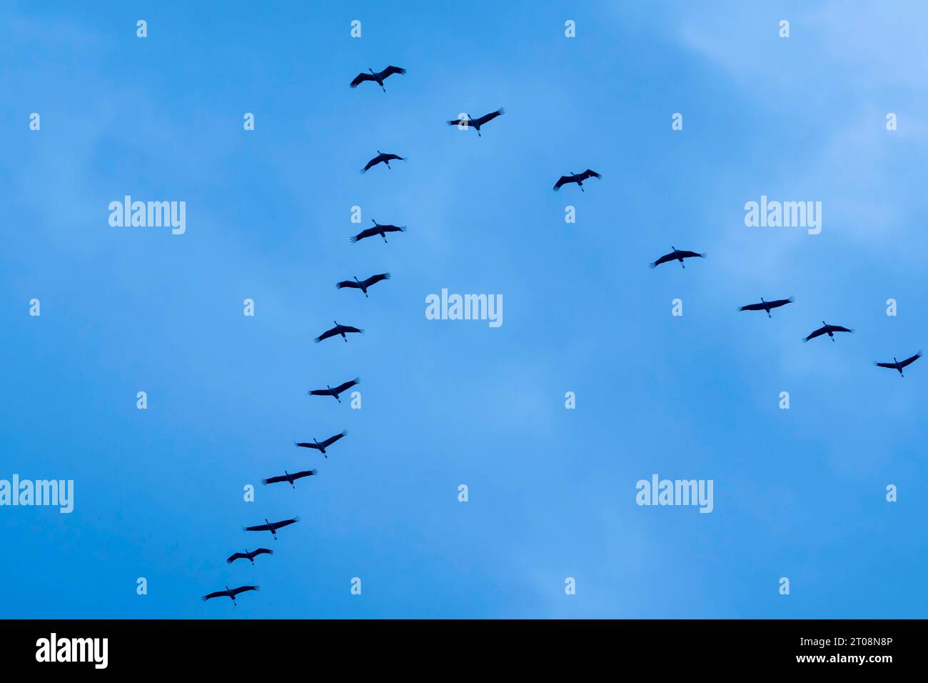 Kran (Grus grus) im Flug als Silhouette, Tierwelt, Zingst, Mecklenburg-Vorpommern, Deutschland Stockfoto