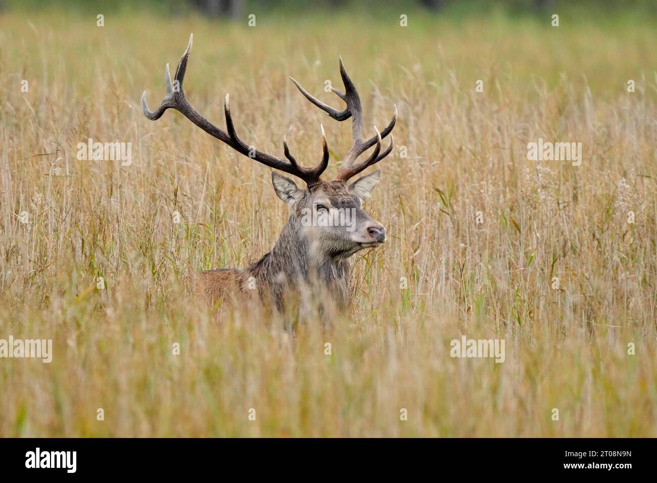 Rotwild (Cervus elaphus), Rotwild im Schilf, Wildtiere, Nationalpark Vorpommersche Boddenlandschaft, Zingst, Mecklenburg-Vorpommern Stockfoto