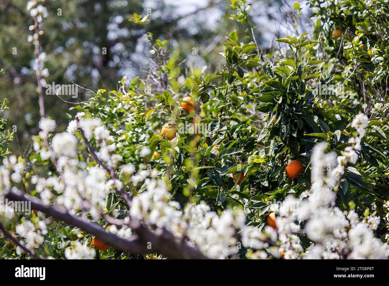 Süße Orangen Stockfoto