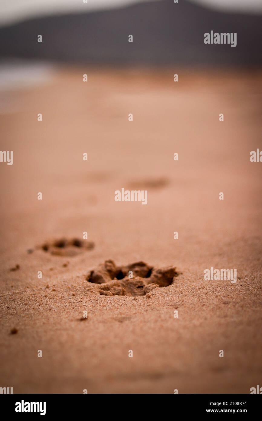 Pfotenabdrücke eines Hundes im Sand am Strand bei Sonnenuntergang Stockfoto