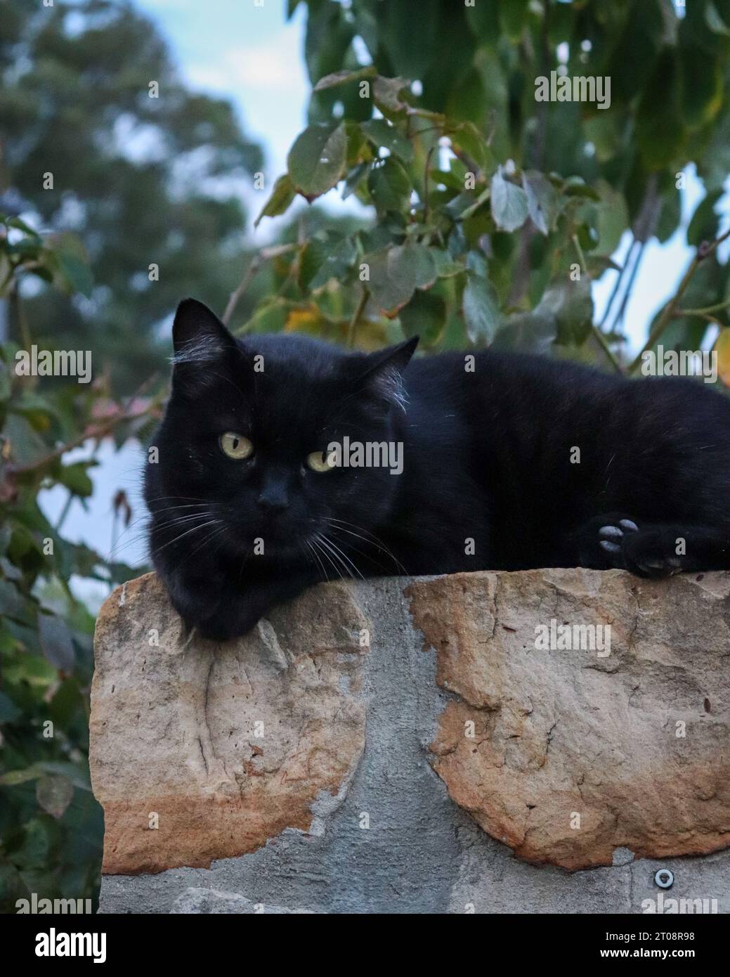 Schwarze Katze, die an einer Wand chillt Stockfoto