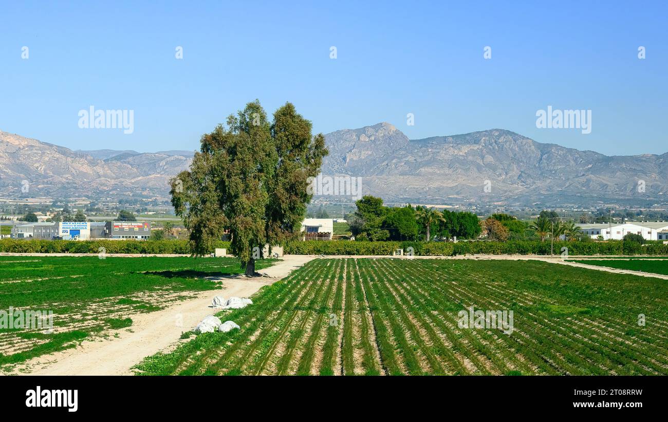 Ein landwirtschaftliches Feld in der Provinz Alicante, Spanien Stockfoto