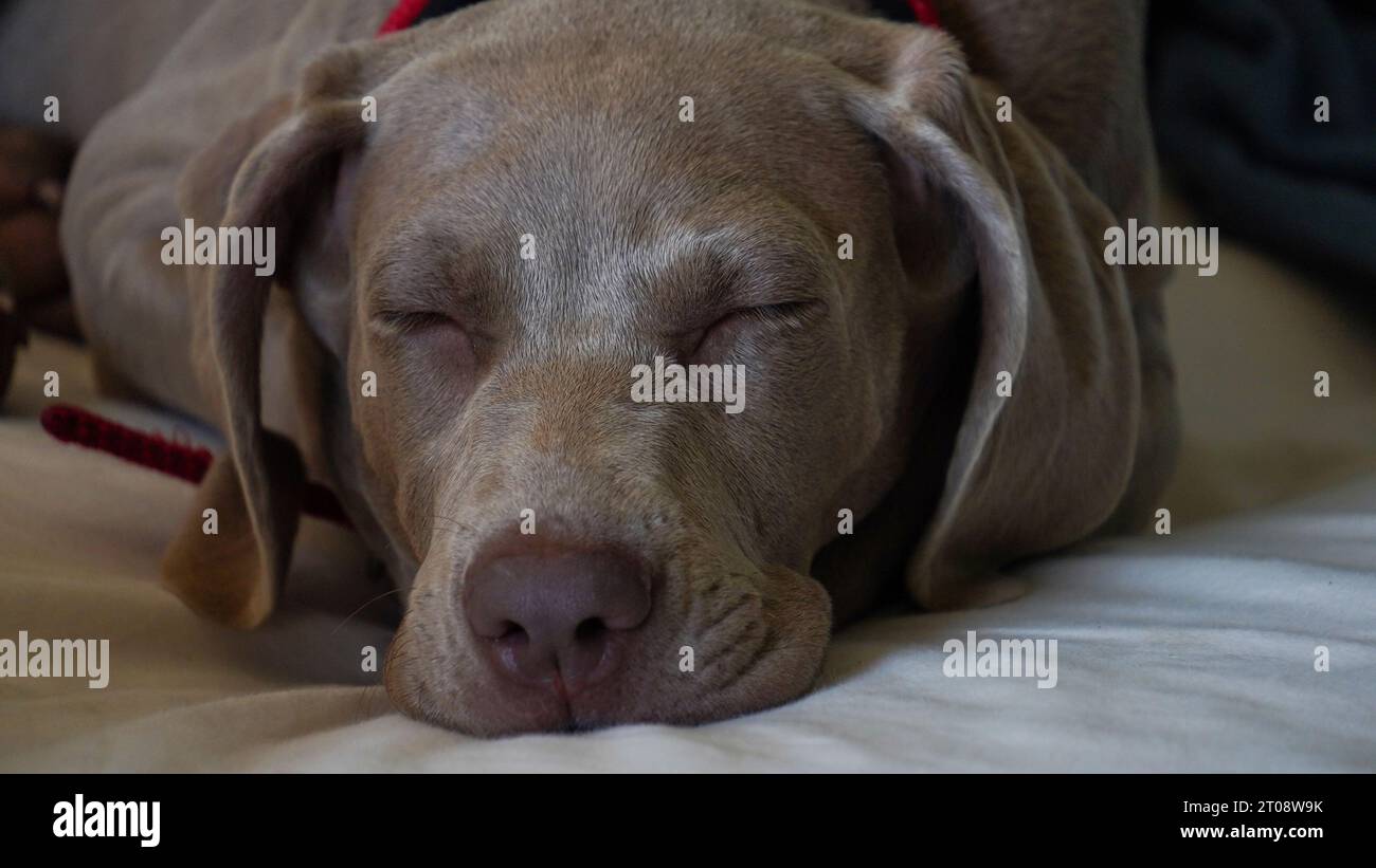 Nahaufnahme eines schlafenden Weimaraner-Welpen. Stockfoto