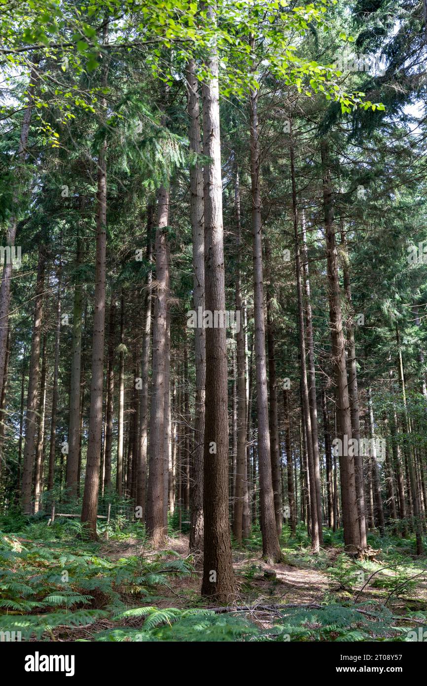 Tall Trees Trail Walk in der Nähe von Brockenhurst, New Forest National Park, Hampshire, England, Großbritannien Stockfoto