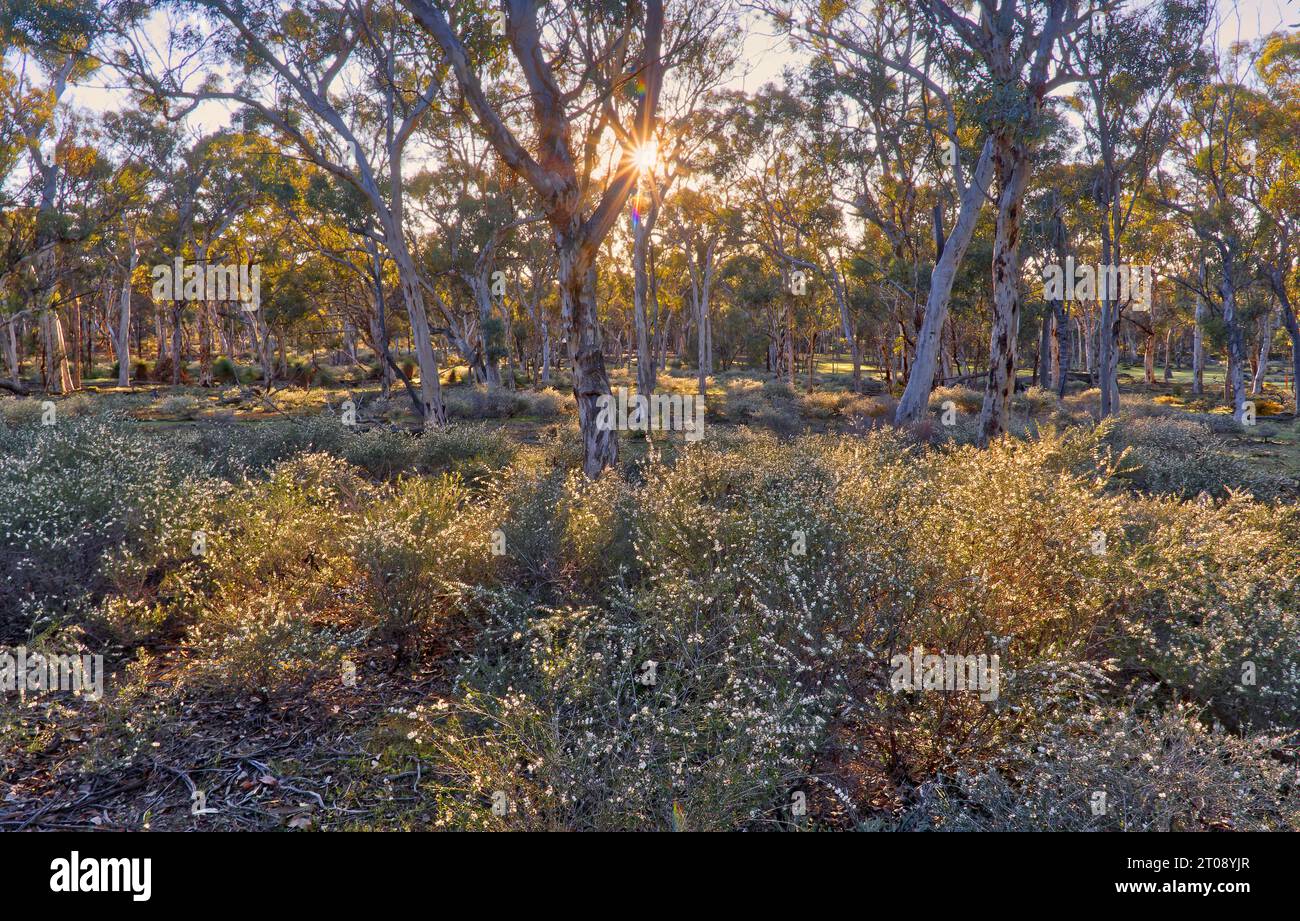 Landschaftspanorama des Wandoo-Baumwaldes im Morgenlicht mit Sonnenstrahlen im Dryandra Woodland National Park, Western Australia. Stockfoto