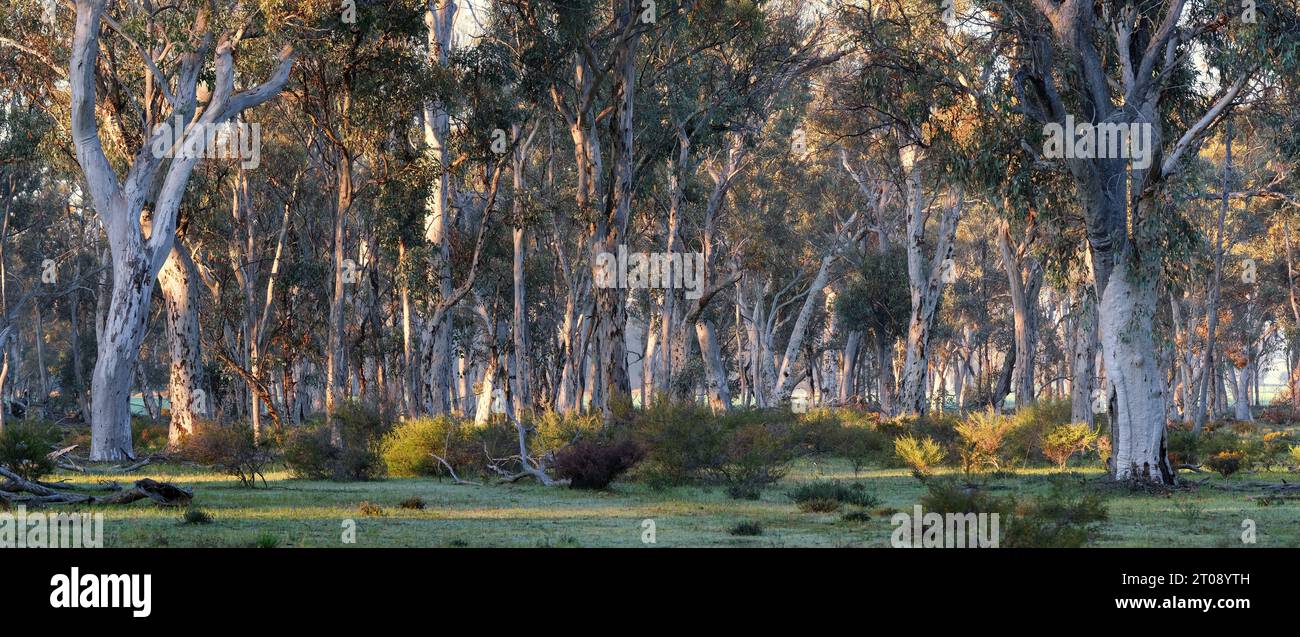 Landschaftspanorama des Wandoo-Baumwaldes im Morgenlicht im Dryandra Woodland National Park, Western Australia. Stockfoto