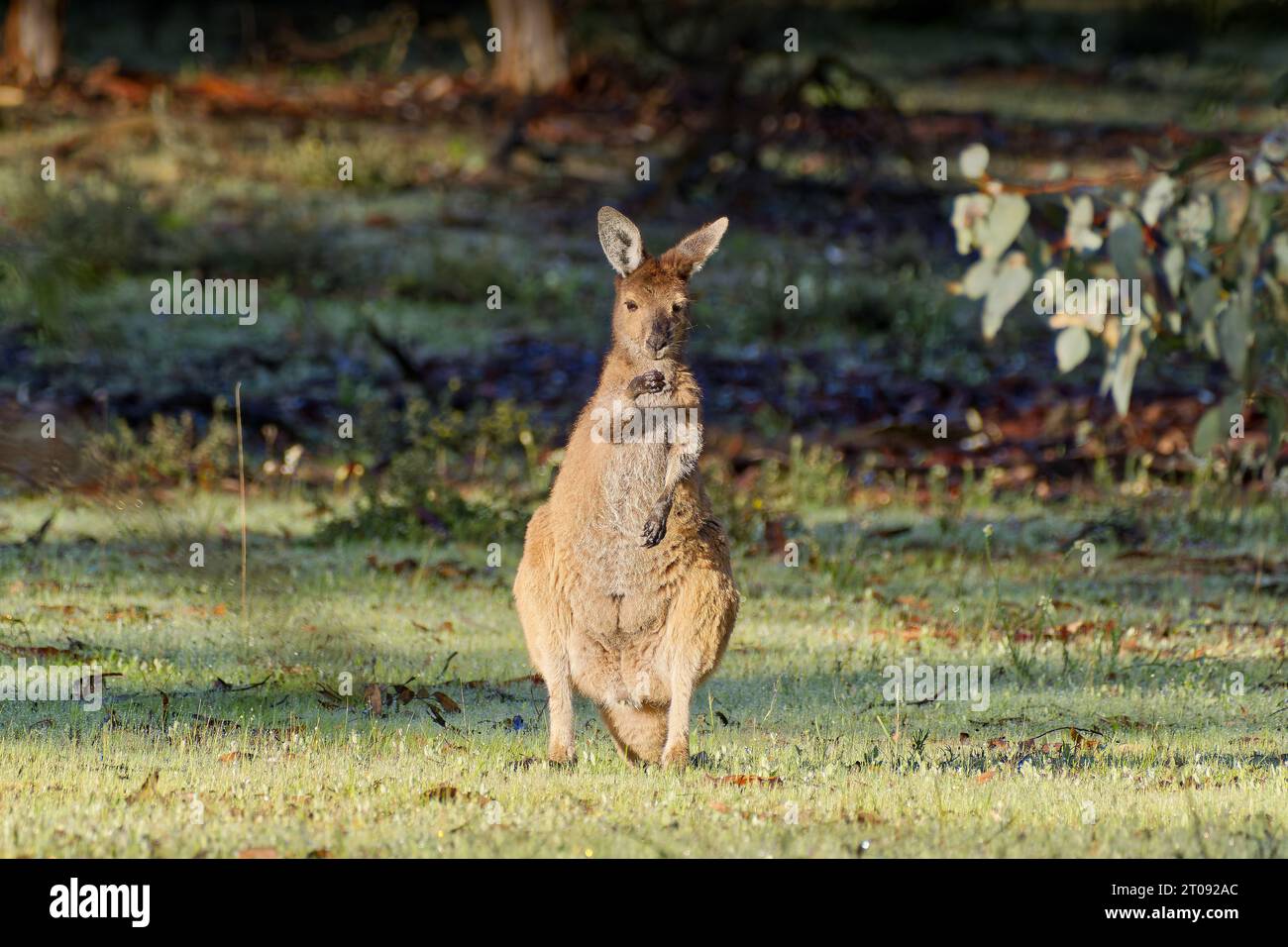 Westliches graues Känguru einzelnes Säugetier im Morgenlicht mit nassem Fell nach Regen im Dryandra Woodland National Park, Western Australia. Stockfoto