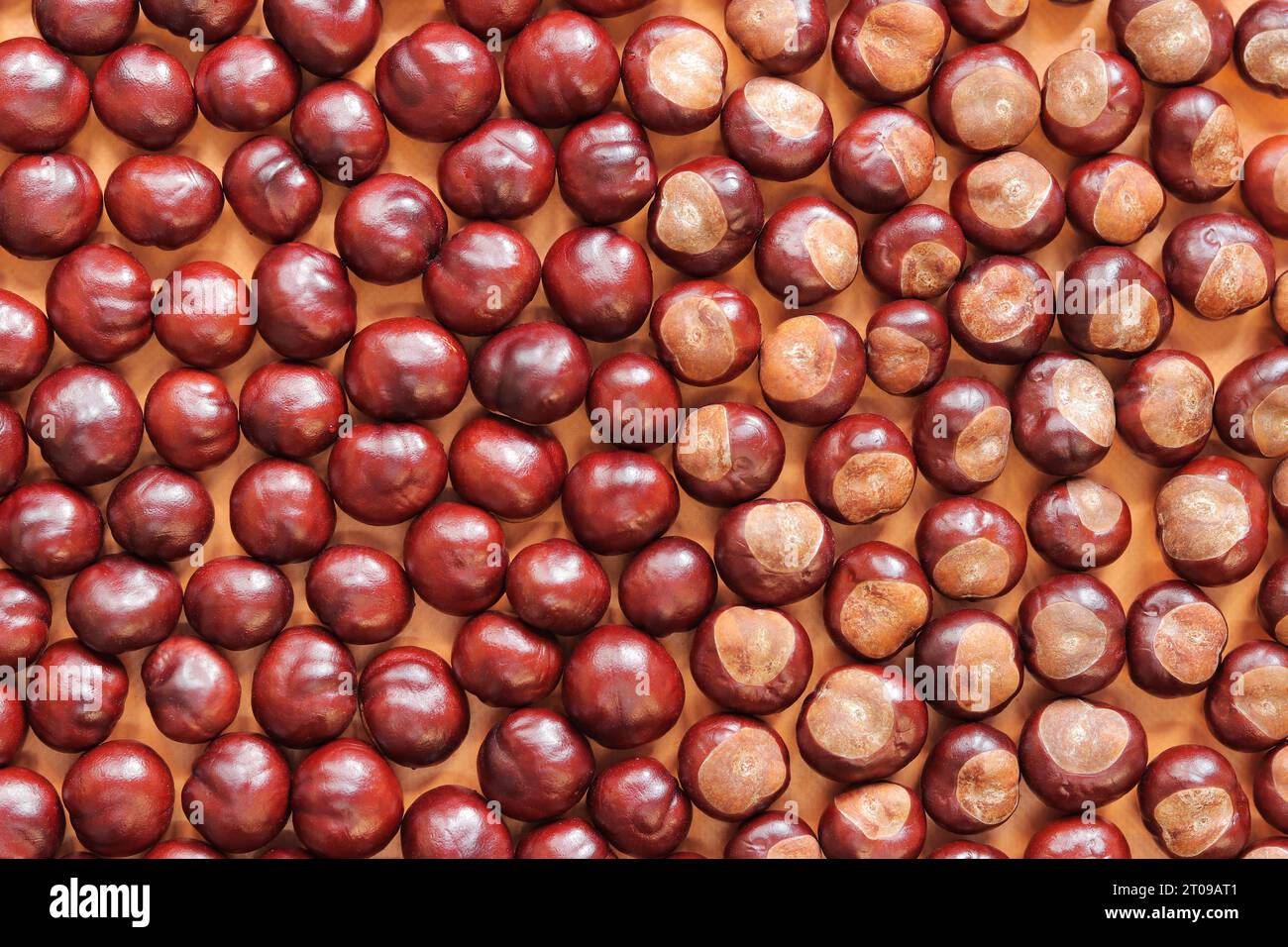 Rosskastanie. Herbsthintergrund, Kastanien auf orangefarbenem Hintergrund, Draufsicht. Kastanien sind in einer Schicht auf dem Tisch angeordnet. Textur. Pferdebrust Stockfoto