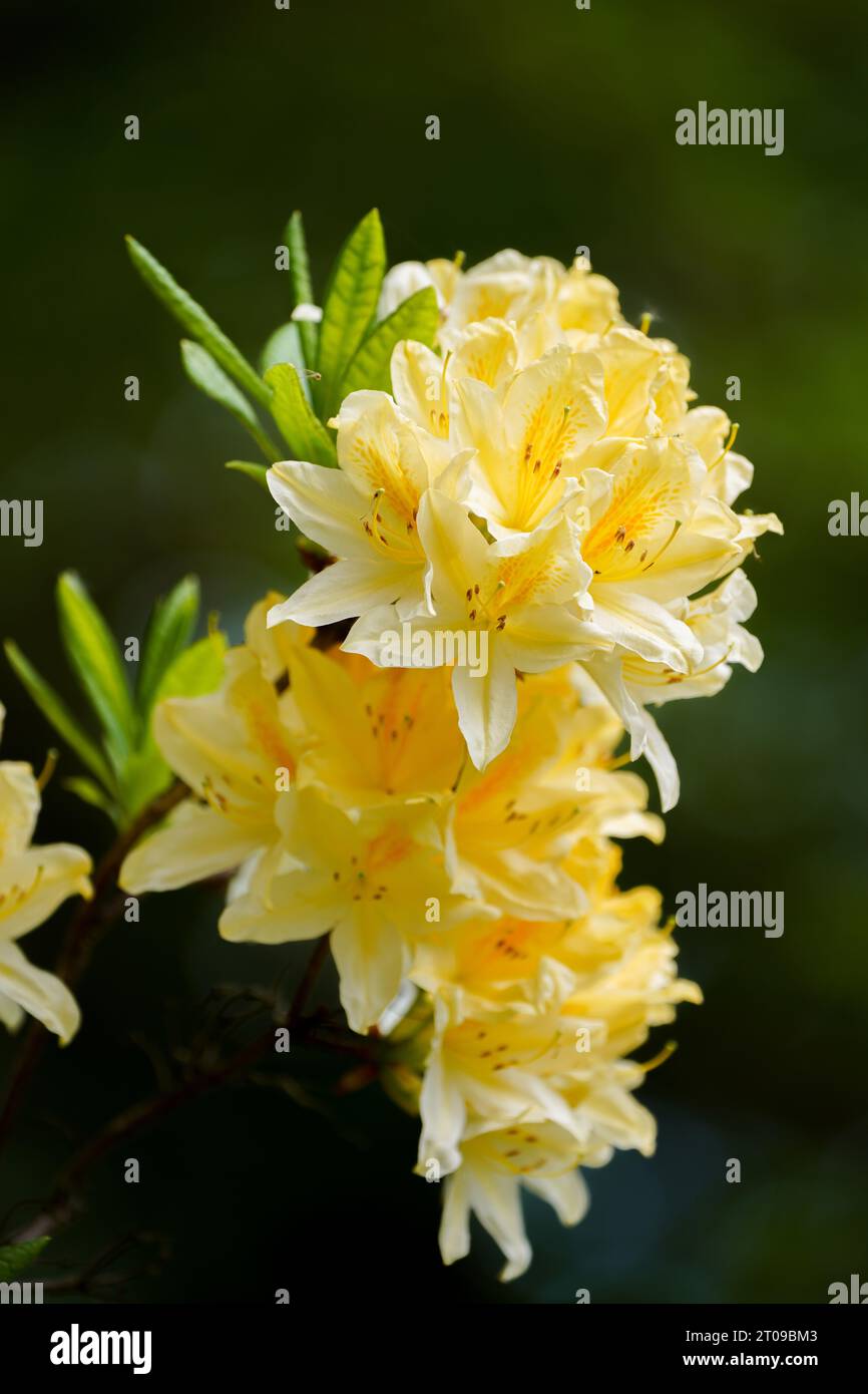 Gelbe Azalea, Rhododendron luteum. Blühende Pflanze mit großen gelben Blüten. Gelbe Blüten in Nahaufnahme vor dunklem Hintergrund. Stockfoto