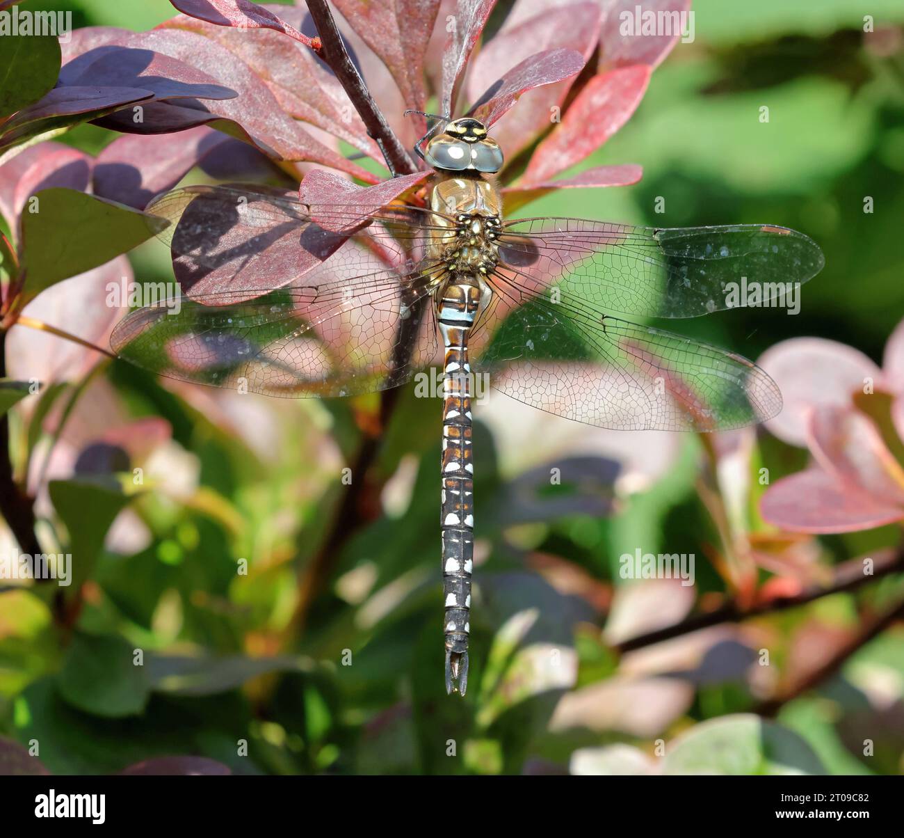 Migrantische Hawker Libelle (Aeshna Mixta) Stockfoto