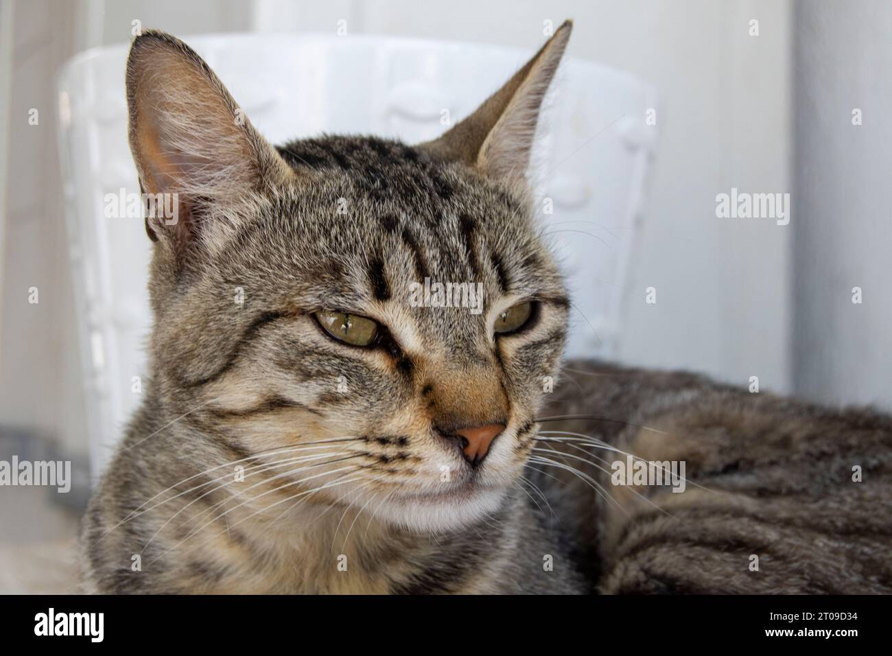 Gato Común Stockfoto