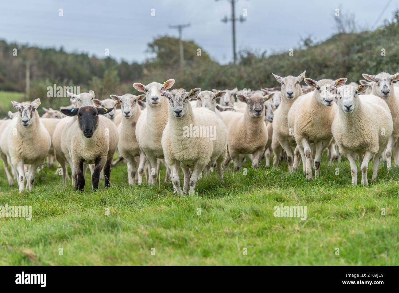 Schafherde, die in die Kamera schauen Stockfoto