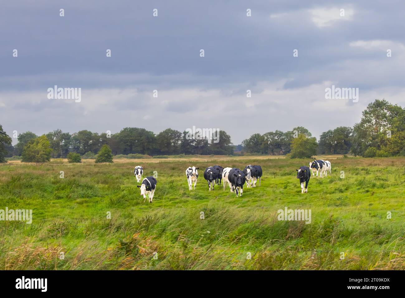 Wunderschöne Naturlandschaft mit jungen niederländischen Milchrindern im Bachtal des Rolder Diep, Drentsche AA Nationalpark in der niederländischen Provinz Stockfoto